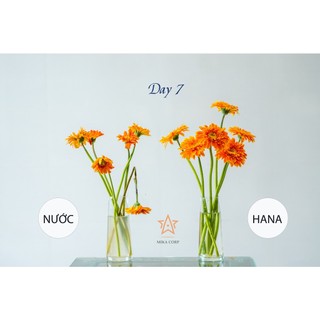 Nước dưỡng hoa Hana 100ml (Pha cho 1 lít nước)