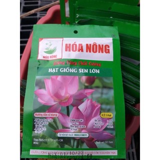 Hạt giống sen lớn/ sen ta(sen hồng việt nam)