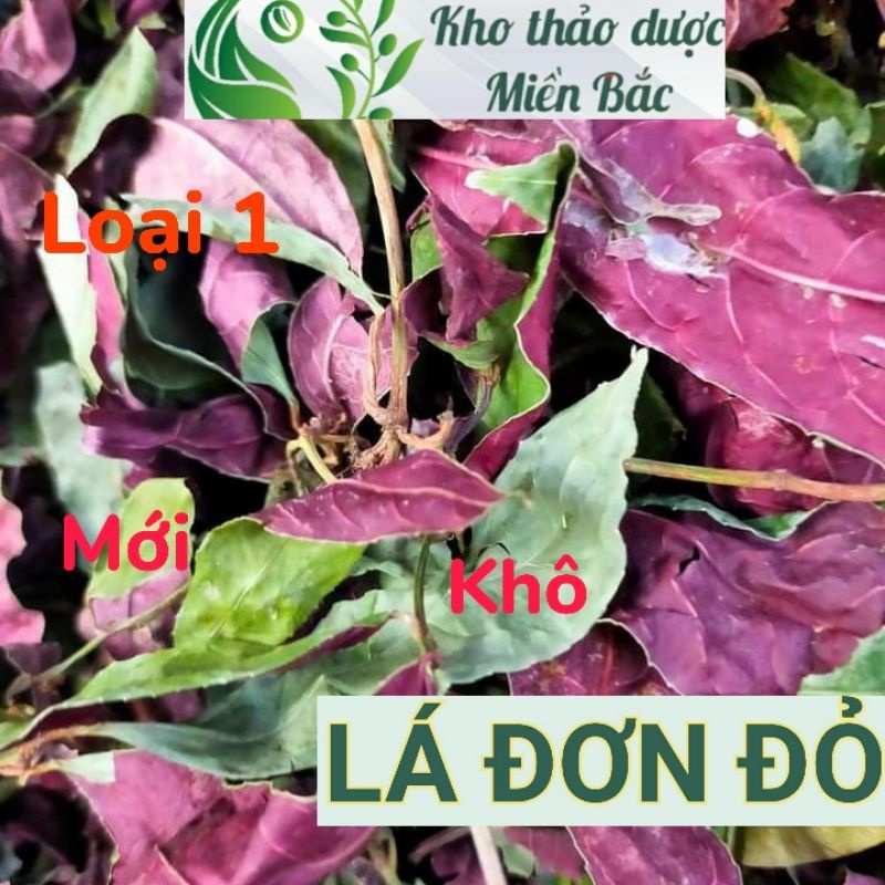 ( Mới Mở ) Lá Đơn Đỏ - Đơn Mặt Trời - Hàng loại 1, mới, thơm, khô, sạch