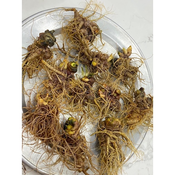 1kg Tam thất bắc tươi - HÀNG ĐẢM BẢO CHẤT LƯỢNG - DƯỢC LIỆU HÀ HOÀNG