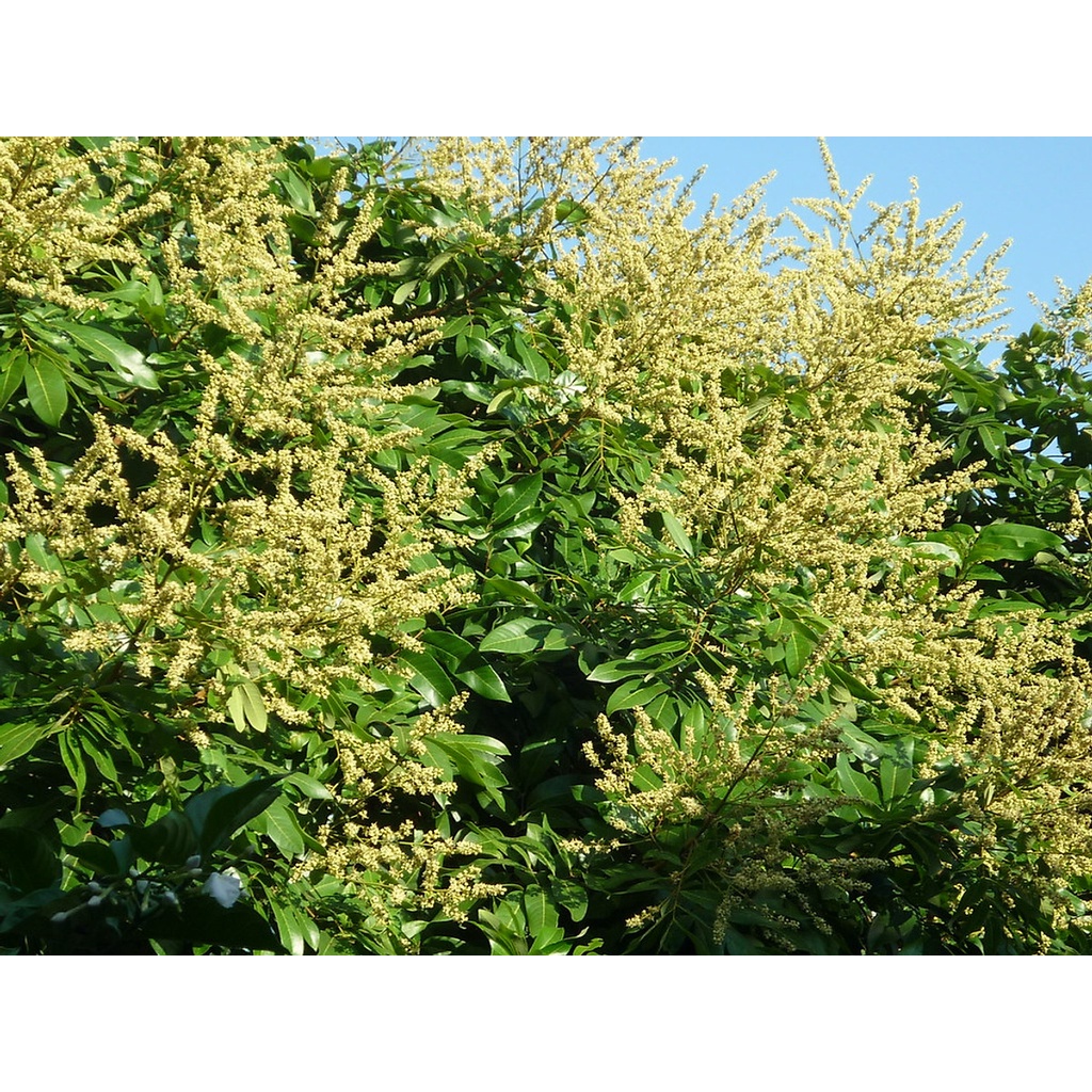 SIÊU RA HOA 500ML - PHÂN BÓN LÁ KÍCH THÍCH RA HOA, KÉO MẦM HOA RA MẠNH HƠN, ĐỒNG LOẠT