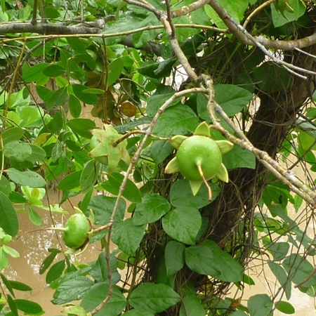 Cây Bần Chua -lz6 LOẠI 01