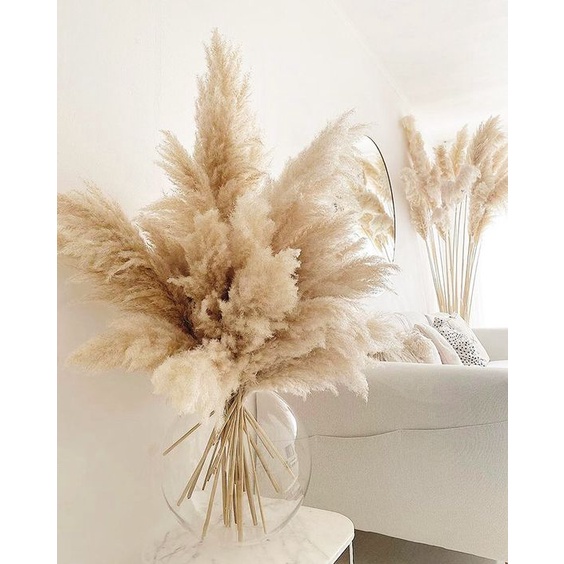 🌸Cành lau xù tự nhiên🌸 Cành lau to decor 🌸Pampas grass🌸