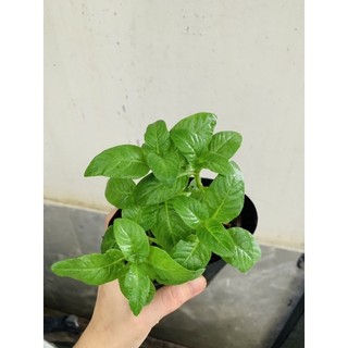 Chậu mềm rau quế vị (xá xị)