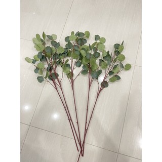 Combo cây bạch đàn kèm chậu