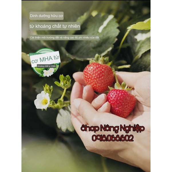 Dung dịch dinh dưỡng chuyên dùng cho cây Dâu Tây, chai 250ml