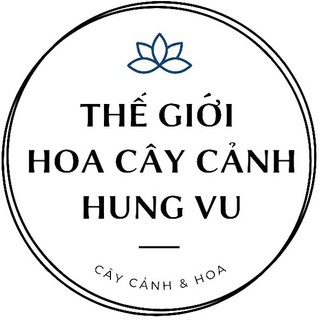 Cây bạc hà chocolate mint