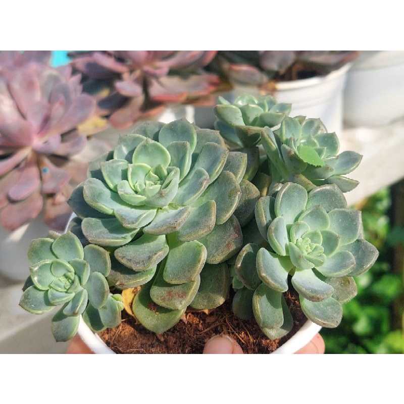 Sen đá Diệp Hà (Bánh Trung Thu Xanh) - Hư 1 đổi 1- Cây cảnh trang trí- HOA ĐÁ shop