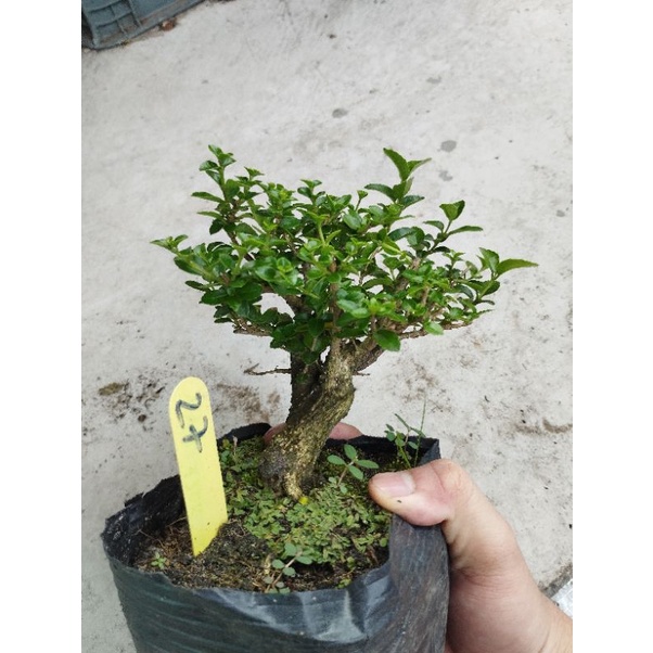 sam hương lùn lực gốc già