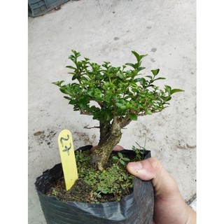 Sam hương lùn lực gốc già