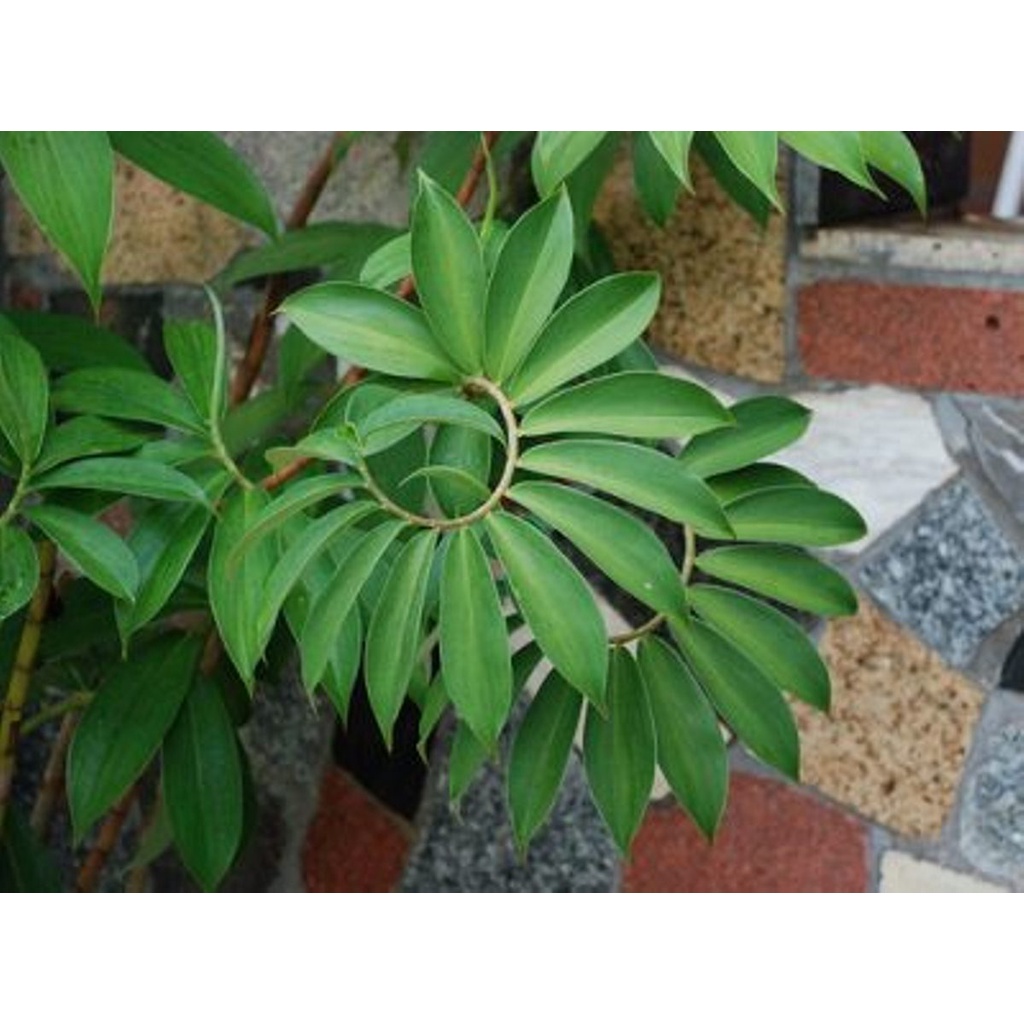 Củ cát lồi - củ cây mía dò tươi - gói 1kg