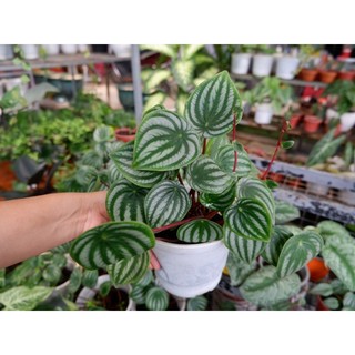 CÂY DƯA HẤU