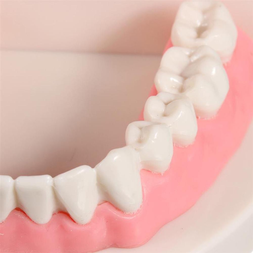 Mô Hình Hàm Răng Giảng Dạy Trong Nha Khoa