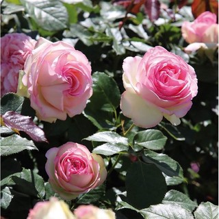 Hoa hồng Mini Eden rose - hồng bụi, siêng hoa
