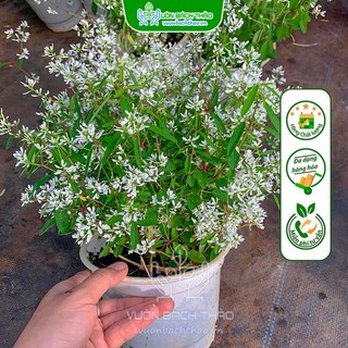 Cây hoa hương tuyết cầu trồng sân vườn