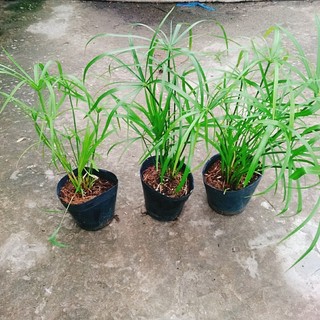 Cây thủy trúc