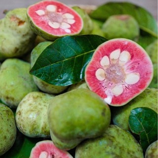 CÂY CHAY RUỘT ĐỎ