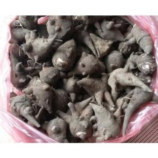 Củ Ấu Tẩu (Gấu Tàu )_100gr_Ngâm xoa bóp