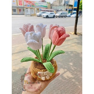 CHẬU HOA TULIP 5 BÔNG