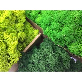 Rêu tuần lộc, cỏ làm mô hình, nhà que kem, sa bàn, terrarium, tiểu cảnh [nguyên liệu thủ công, phụ liệu handmade]