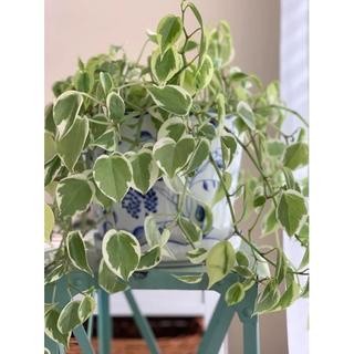 chậu peperomia scandens variegata