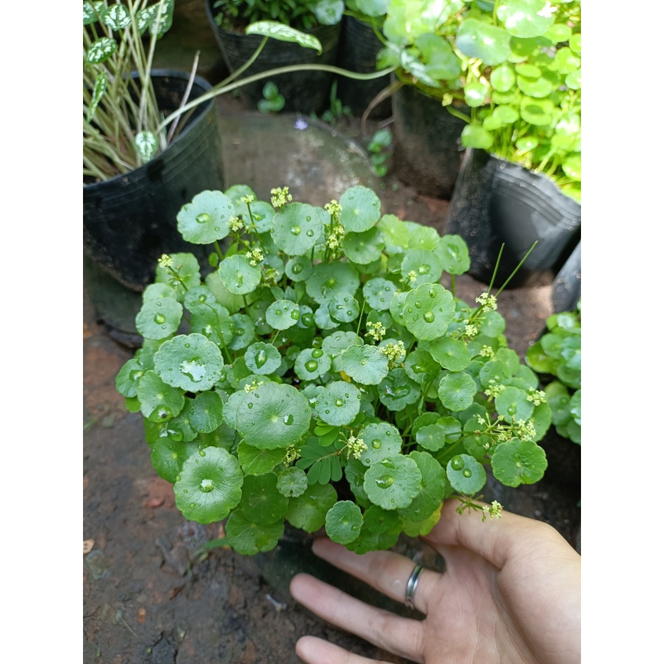 Cây rau má kiểng- có thể trồng thuỷ sinh