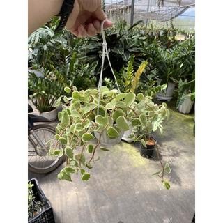 chậu peperomia scandens variegata