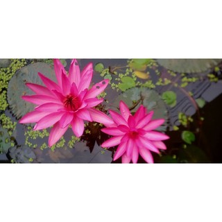 3 cây hoa súng đà lạt ăn ngó