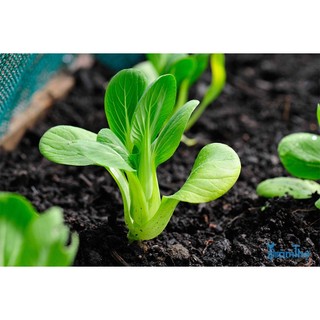 Hạt giống cải chíp túi 20gr
