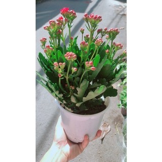 Cây Hoa Sống Đời Thái