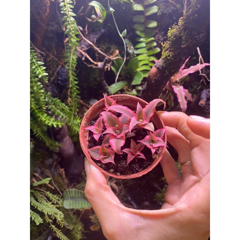 Dứa phụng mini, dứa nam mỹ set tiểu cảnh, bán cạn, terrarium