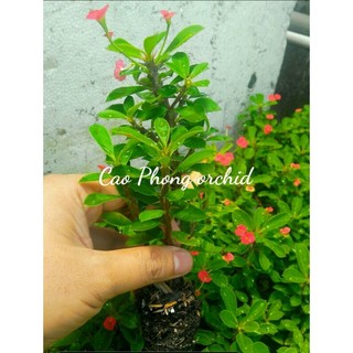 Xương rồng bát tiên mini - Mua 5 tặng 1