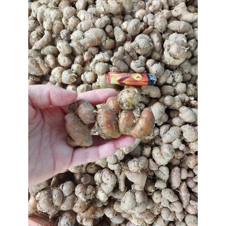 củ xá kén/xá kiếng khô 1kg