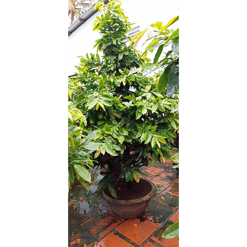 Phân bón Kích Bung Chồi Cực Mạnh, Kích rễ Nhanh, To Lá, Xanh Dày Lá, Mập Thân gói 15 gram