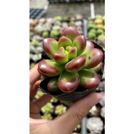 Sen Đá Sỏi Thơm Size Bầu 5cm Hư 1 Đổi 1