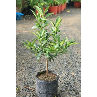 Cây Giống Tắc Thái trái dài (tắc ngọt vỏ rất thơm)