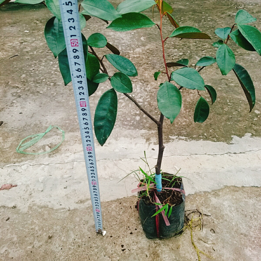 Cây vú sữa lò rèn - cây ăn quả