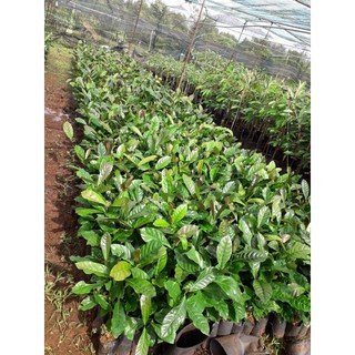Cây giống Cà Phê Arabica cao đẹp như hình.