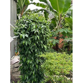 Chậu cây Tiêu Lốp