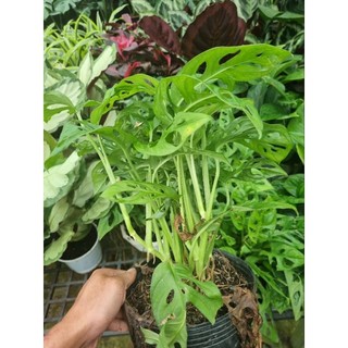 Cây Monstera adansonii - Trầu bà lổ