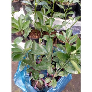 cây giống Cam Cara ruột đỏ