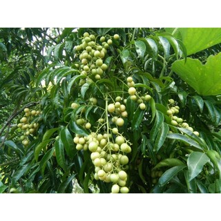 [FREESHIP] Quả Mắc Mật Khô ( Đặc Sản Tây Bắc )