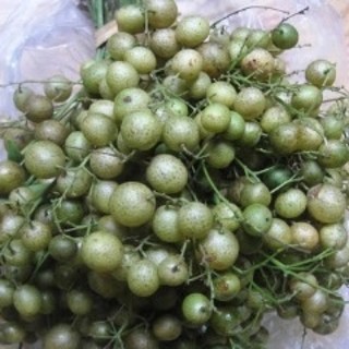 cây mắc mật (móc mật,…) giống 30cm -40cm