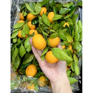Quýt thái 1kg [HCM]