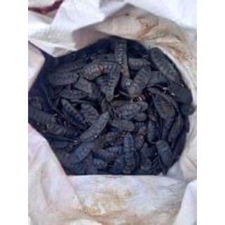 Quả bồ kết phơi khô 1 kg ( quả chín rụng cây)