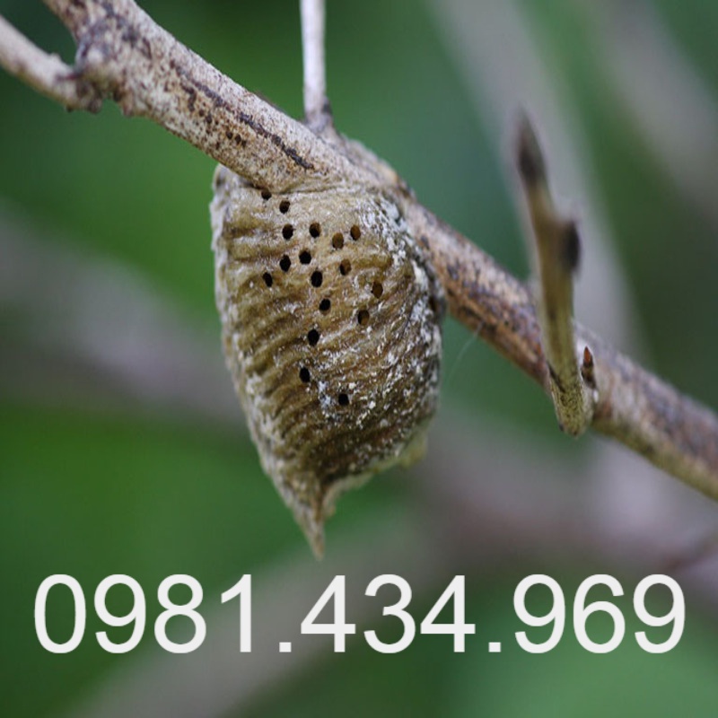 Tang Phiêu Tiêu ( Tổ Bọ Ngựa ) khô Mủ tai (03 cái)