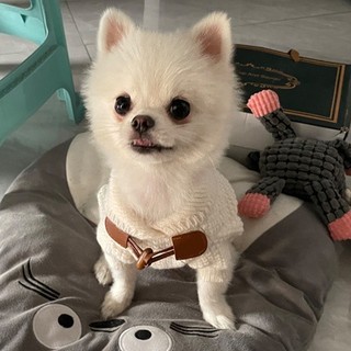 [Có sẵn] Áo len nút gỗ dành cho thú cưng