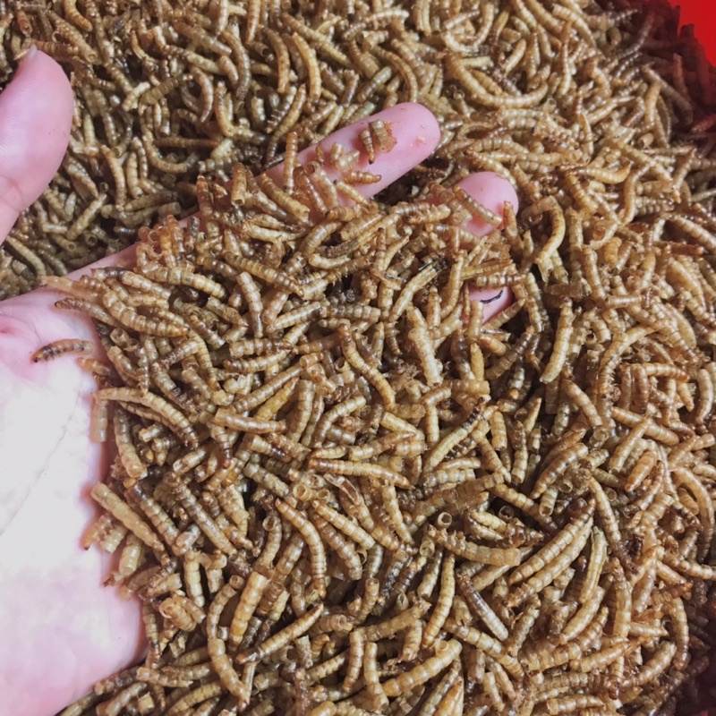 Sâu rang bơ size trung cho hamster