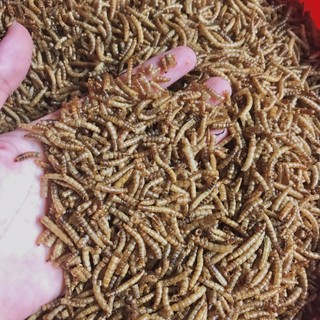 Sâu rang bơ size trung cho hamster(23g)
