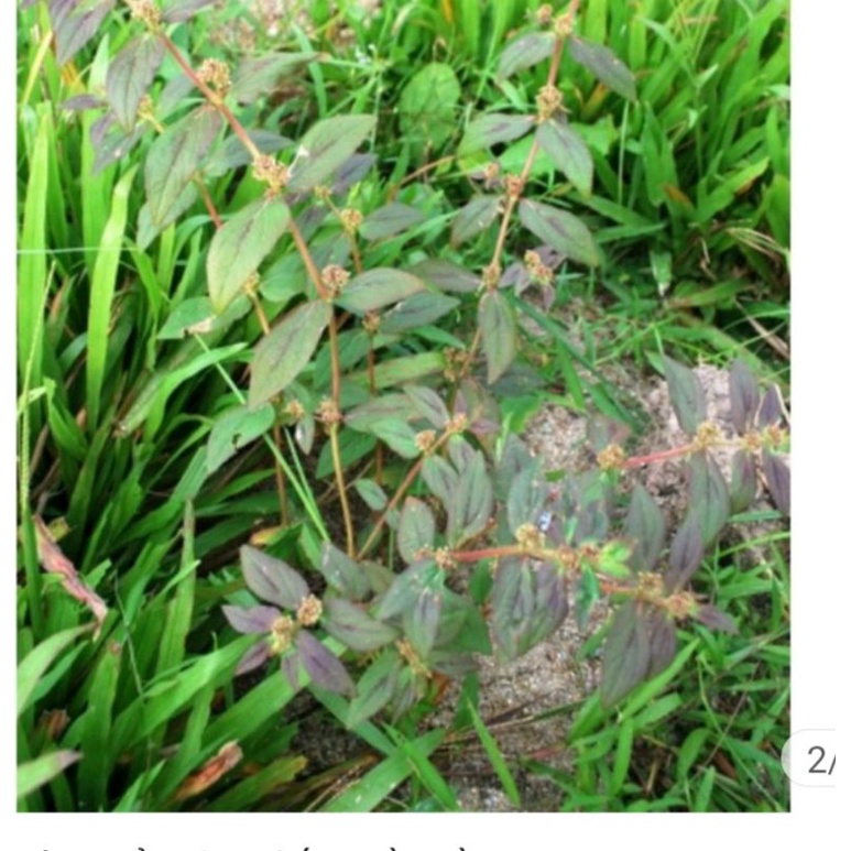 CÂY CỎ SỮA